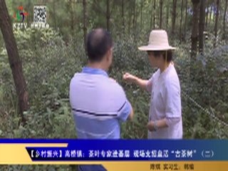 高桥镇:茶叶专家进山把脉古茶园将焕发新活力